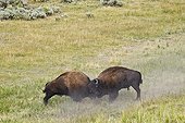 Fight of Plains Bison in rut Yellowstone NP USA ; Species that have approached extinction in the early twentieth century - a herd at Yellowstone has survived, thanks to national park status - Today the herds are the masters of the park, resulting in their huge traffic jams and travel delays