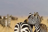 Tendresse entre deux Zèbres de Grant  RN du Masaï Mara