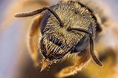 Small metallic bee head top view ; It has a parasitic mite on the wing. <br>Image digitally manipullated. <br>At 7:1<br>