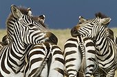 Grant's zebras in the Masai Mara NR Kenya