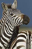 Grant's zebras in the Masai Mara NR Kenya