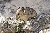 American Pika eating leaves on a rock USA  ; Small rodent similar lagomorphs, live at high altitude do not hibernate, and therefore significant reserves of hay between the rocks where he lives<br>is scarce in relation to climate change - different species in Eurasia and North America -