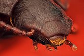 Portrait of Flour beetle imago ; Image digitally manipullated. <br>Species commonly used to fed reptile or fish pets and also in biological research; can be a post-harvest pest infesting stored grain production.