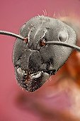 Red ant worker portrait ; Image digitally manipullated.