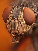 European bluebottle blowfly imago portrait ; Image digitally manipullated. <br>Magnification : 6:1<br>Takes its common name from the blue/gray coloration in thorax and abdomen, it has very characteristic bright orange cheeks.