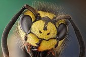 Portrait of German Yellowjacket wasp imago ; Image digitally manipullated. <br>German wasp, this hairy wasp can be identified by its three dots in the face.