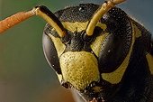 Portrait of European paper wasp imago ; Image digitally manipullated. <br>Magnification : 4:1<br>Considered an invasive species in USA and Canada. Take sits name from the material used for its nests.
