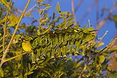 Bee-eater together to protect themselves from coldness