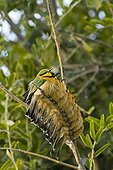 Bee-eater together to protect themselves from coldness