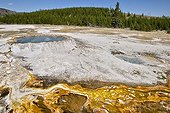 Thermophilic blue-green algal mats Yellowstone NP USA ; These mats (carpet) are formed by cyanobacteria (bacteria capable of photosynthesis) thermophilic genera Phormidium and Synechococcus in waters less than 74 ° c, the colors are related to the presence of protective pigments (carotenoids, etc.). Vary