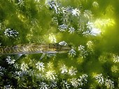 Northern Pike above vegetation in a river France