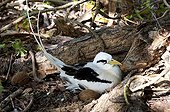 White-tailed Tropicbird in the nest Cousin Island Seychelles