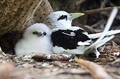 White-tailed Tropicbird in the nestwith young Seychelles