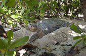 Hawksbill Turtle laying on the beach in the Seychelles