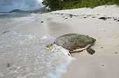 Hawksbill Turtle returning to the ocean after spawning Seych