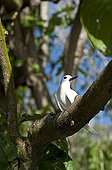 Common White Tern on a branch in Cousin Island  Seychelles