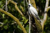 Common White Tern on a branch in Cousin Island  Seychelles