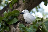 Common White Tern on a branch in Cousin Island  Seychelles