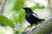 Seychelles Magpie-robin on a branch Cousin Island