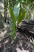 Coconut germinated on Cousin Island in the Seychelles