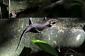 Wright's Skink on the Cousin island Seychelles