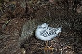 Young White-tailed Tropicbird in the nest Cousin Island