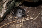 Wedge-tailed Shearwater in the nest Cousin Island Seychelles