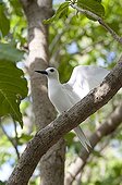 Common White Tern on a branch Cousin Island Seychelles