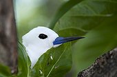Portrait of a Common White Tern on the island Cousin