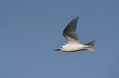 Common White Tern flying on the island Cousin Seychelles