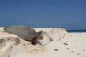 Hawksbill Turtle returning to the ocean after spawning