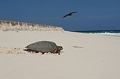 Hawksbill Turtle returning to the ocean after spawning ; It is flown by a Brown Noddy