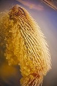 Pollen on a Bee's leg ; Image digitally manipullated.<br>Lots of pollen in this bee's leg, on the top right corner you can see part of a parasitic mite on the wing.