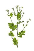 Mayweed flowers on white background