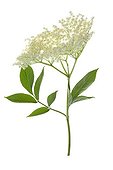 Black Elder flowers on white background