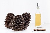Seeds Cones and Oil of Pinyon pine on white background