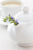 Hyssop flower and Hyssop herbal tea in a tea pot