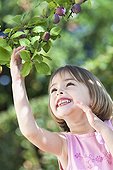 Girl picking a plum 'Quetsche' in a garden France ; Girl 5 year old<br>