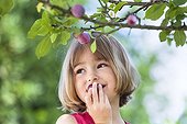Girl eating a plum 'Quetsche' in a garden France ; Girl 5 year old<br>