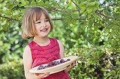 Girl carrying a plate of plum 'Quetsche' in a garden ; Girl 5 year old<br>