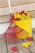 Japanese broom and dead leaves in a bucket France 