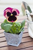 Large flowers Pansy and Transplanter on wooden table