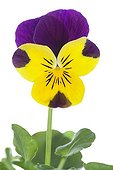 Purple and yellow Large flower Pansy on white background