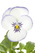 White and Purple Large flower Pansy on white background