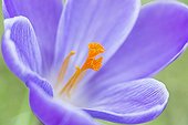 Purple crocus flower on a lawn in the spring France 