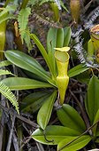 Pitcher plants endemic to the Seychelles ; Grows between 400 and 750 m
