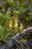 Pitcher plants endemic to the Seychelles ; Grows between 400 and 750 m