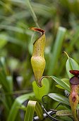 Pitcher plants endemic to the Seychelles ; Grows between 400 and 750 m