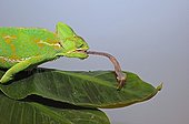 Yemen Veiled chameleon capturing a Locust 