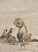 South African Gound Squirrel and Sociable Weaver Etosha NP ; They disputing a tourist's cracker